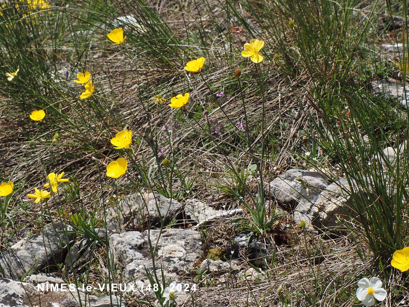 Buttercup, Grass-leaved  plant